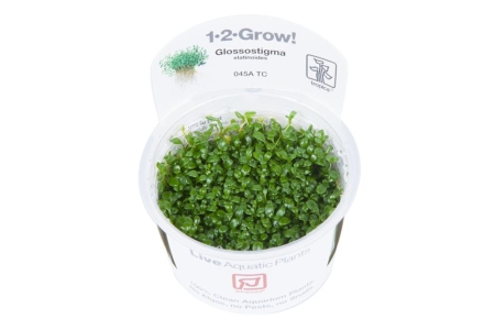 Preview: Glossostigma elatinoides 1-2-Grow! In Vitro Preview: Glossostigma elatinoides 1-2-Grow! In Vitro