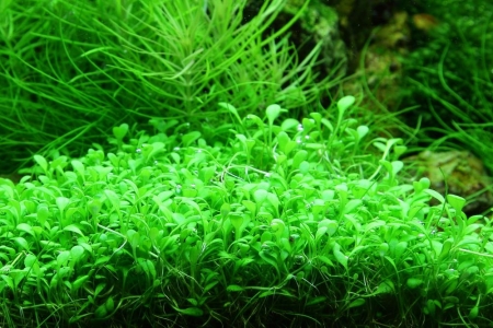 Preview: Glossostigma elatinoides 1-2-Grow! In Vitro