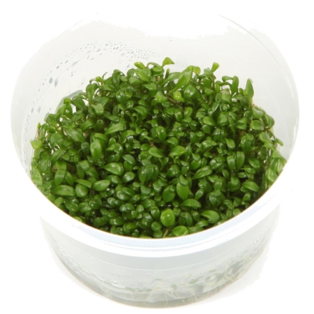 Preview: Glossostigma elatinoides 1-2-Grow! In Vitro