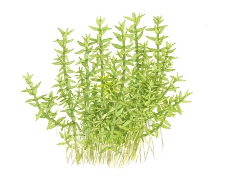 Preview: Gratiola viscidula 1-2-Grow! InVitro Tropica Preview: Gratiola viscidula 1-2-Grow! InVitro Tropica