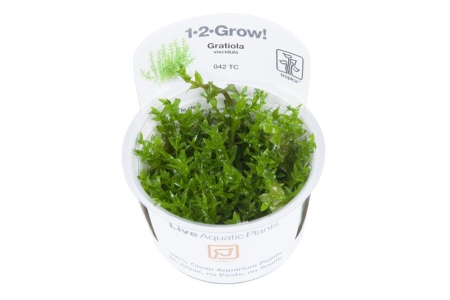 Preview: Gratiola viscidula 1-2-Grow! InVitro Tropica Preview: Gratiola viscidula 1-2-Grow! InVitro Tropica