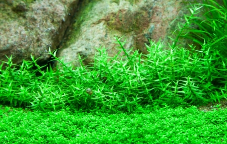 Preview: Gratiola viscidula 1-2-Grow! InVitro Tropica Preview: Gratiola viscidula 1-2-Grow! InVitro Tropica