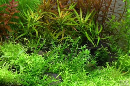 Preview: Gratiola viscidula 1-2-Grow! InVitro Tropica Preview: Gratiola viscidula 1-2-Grow! InVitro Tropica