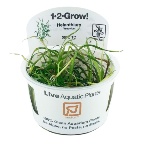 Helanthium bolivianum Vesuvius 1-2-Grow! In Vitro