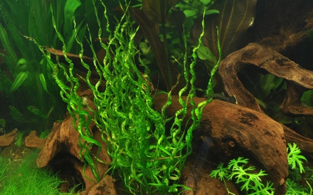Helanthium bolivianum Vesuvius 1-2-Grow! In Vitro