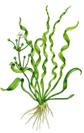 Helanthium bolivianum Vesuvius 1-2-Grow! In Vitro