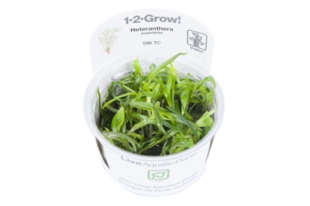 Preview: Heteranthera zosterifolia 1-2-Grow! In Vitro Tropica Preview: Heteranthera zosterifolia 1-2-Grow! In Vitro Tropica