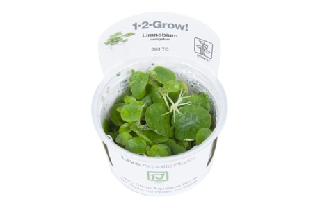 Preview: Limnobium laevigatum 1-2-Grow! In Vitro Tropica Preview: Limnobium laevigatum 1-2-Grow! In Vitro Tropica