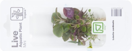 Preview: Lobelia cardinalis Mini-Topf in Einzelverpackung Preview: Lobelia cardinalis Mini-Topf in Einzelverpackung