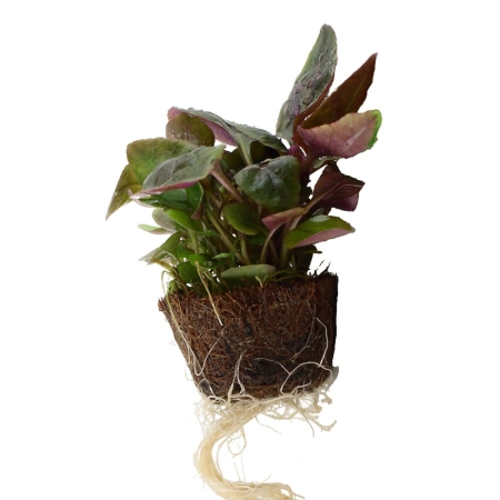 Preview: Lobelia cardinalis Mini-Topf in Einzelverpackung Preview: Lobelia cardinalis Mini-Topf in Einzelverpackung