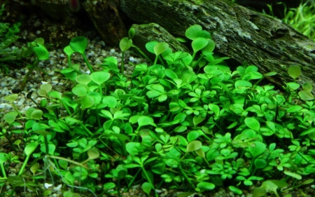 Preview: Marsilea hirsuta 1-2-Grow! In Vitro von Tropica