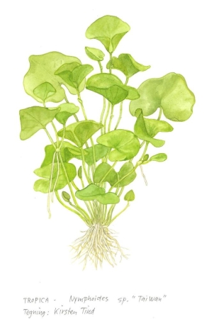 Preview: Nymphoides hydrophylla Taiwan 1-2-Grow! In Vitro Tropica