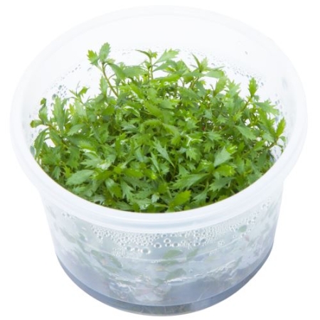 Preview: Proserpinaca palustris 1-2-Grow! limited edition Preview: Proserpinaca palustris 1-2-Grow! limited edition