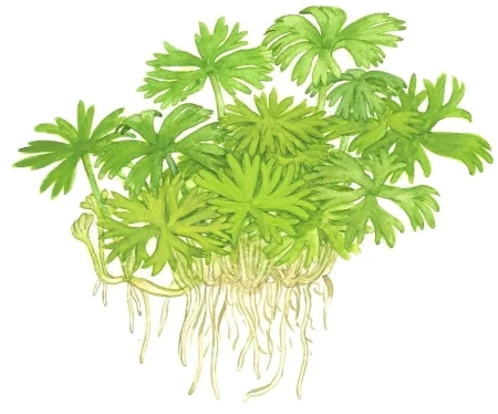 Ranunculus inundatus 1-2-Grow!
