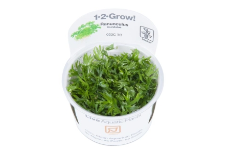 Preview: Ranunculus inundatus 1-2-Grow! Preview: Ranunculus inundatus 1-2-Grow!