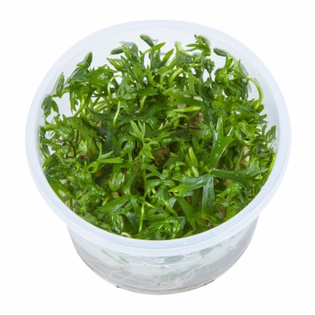 Preview: Ranunculus inundatus 1-2-Grow! Preview: Ranunculus inundatus 1-2-Grow!