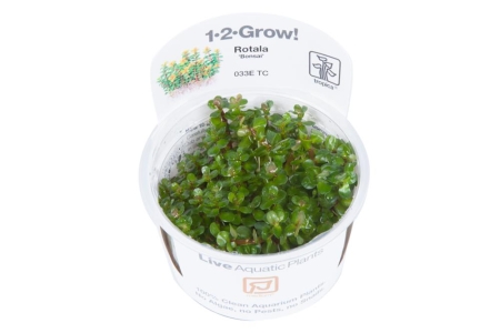 Preview: Rotala 'Bonsai' 1-2-Grow! Preview: Rotala 'Bonsai' 1-2-Grow!