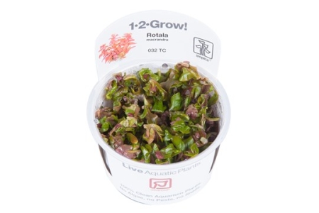 Preview: Rotala macrandra 1-2-Grow! In Vitro Tropica Preview: Rotala macrandra 1-2-Grow! In Vitro Tropica
