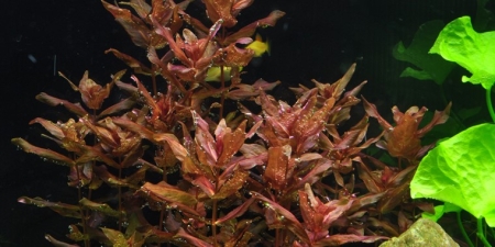 Preview: Rotala macrandra 1-2-Grow! In Vitro Tropica Preview: Rotala macrandra 1-2-Grow! In Vitro Tropica