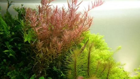 Preview: Rotala rotundifolia Mini-Topf in Einzelverpackung Preview: Rotala rotundifolia Mini-Topf in Einzelverpackung