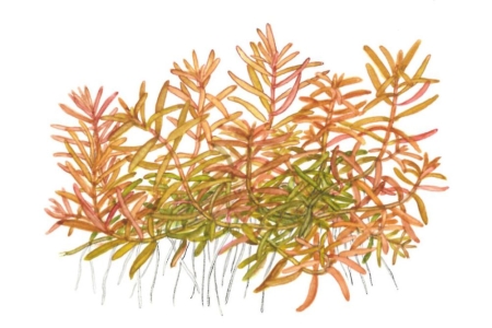 Preview: Rotala ‘H’ra’ 1-2-Grow! In Vitro