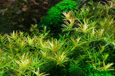 Preview: Rotala ‘H’ra’ 1-2-Grow! In Vitro