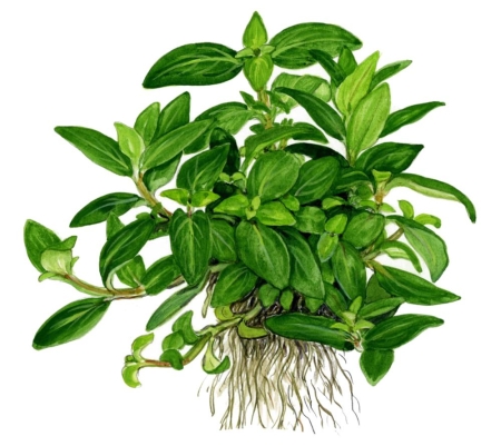 Preview: Staurogyne repens 1-2-Grow! In Vitro tropica