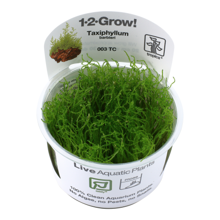 Preview: Taxiphyllum barbieri Javamoos 1-2-Grow! In Vitro Tropica