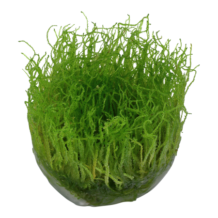 Preview: Taxiphyllum barbieri Javamoos 1-2-Grow! In Vitro Tropica