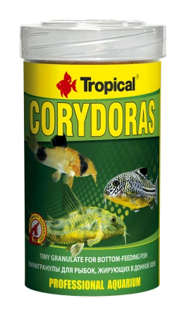 Corydoras