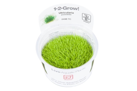 Preview: Utricularia graminifolia 1-2-Grow! In Vitro Tropica Preview: Utricularia graminifolia 1-2-Grow! In Vitro Tropica