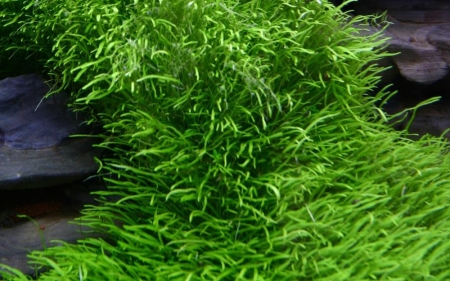 Preview: Utricularia graminifolia 1-2-Grow! In Vitro Tropica Preview: Utricularia graminifolia 1-2-Grow! In Vitro Tropica