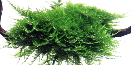 Preview: Vesicularia dubyana 'Christmas' Moos 1-2-Grow! In Vitro Preview: Vesicularia dubyana 'Christmas' Moos 1-2-Grow! In Vitro
