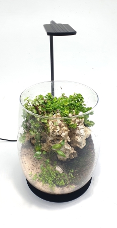 Preview: Daytime kingcobra