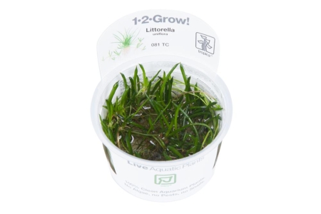 Preview: Littorella uniflora 1-2-Grow! In Vitro