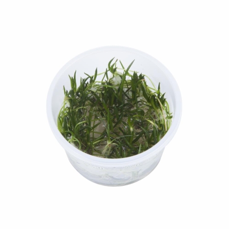 Preview: Littorella uniflora 1-2-Grow! In Vitro