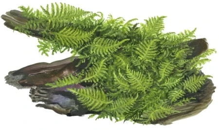 Vesicularia dubyana 'Christmas' Moos 1-2-Grow! In Vitro