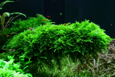 Preview: Vesicularia dubyana 'Christmas' Moos 1-2-Grow! In Vitro