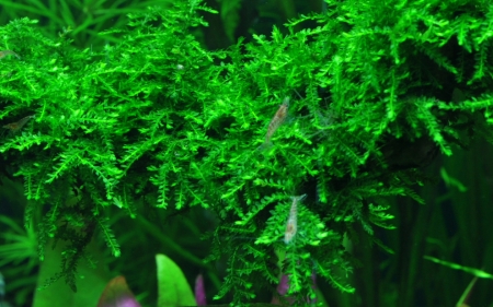 Preview: Vesicularia ferriei 'Weeping' Moos 1-2-Grow! Tropica
