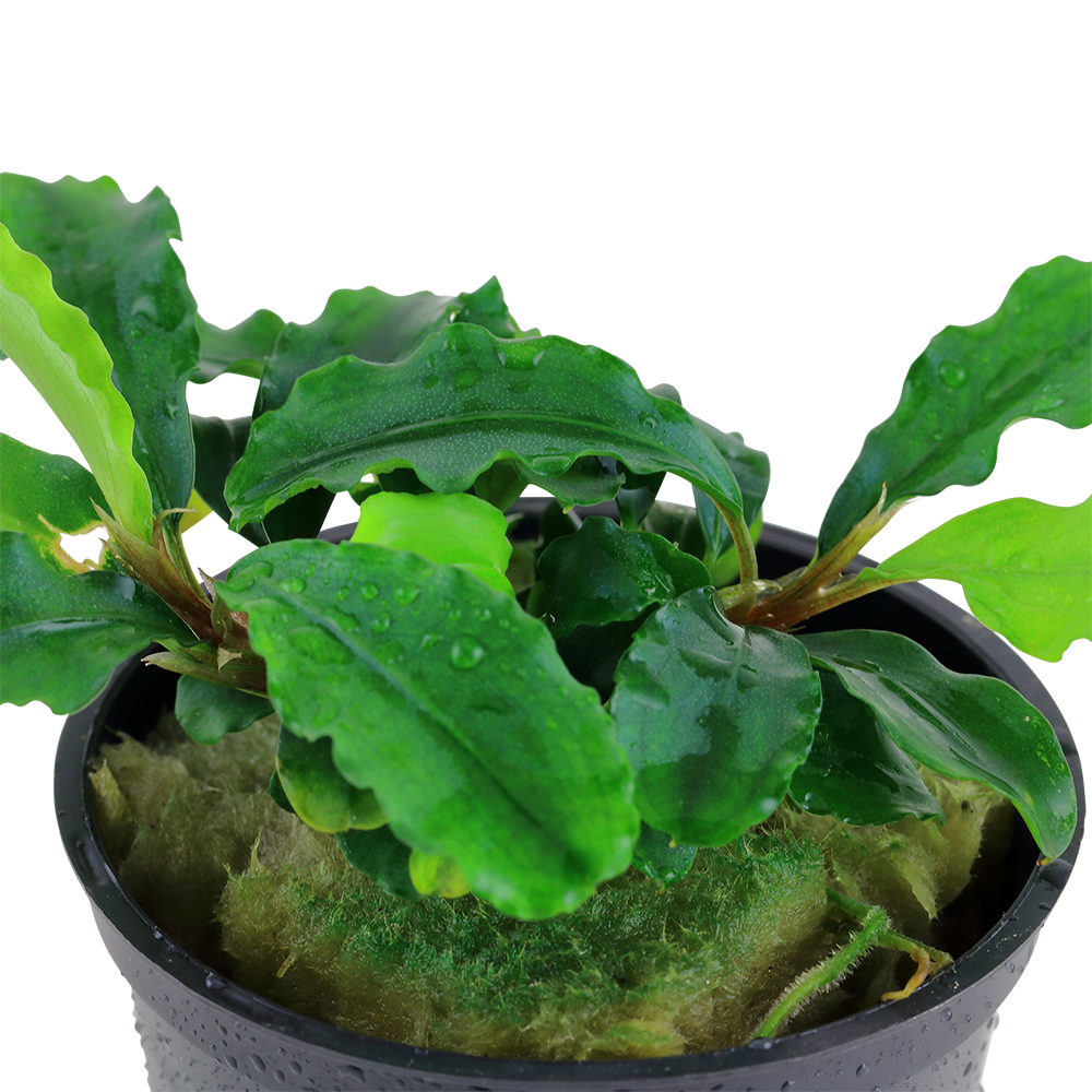 bucephalandra wavy green im topf von tropica