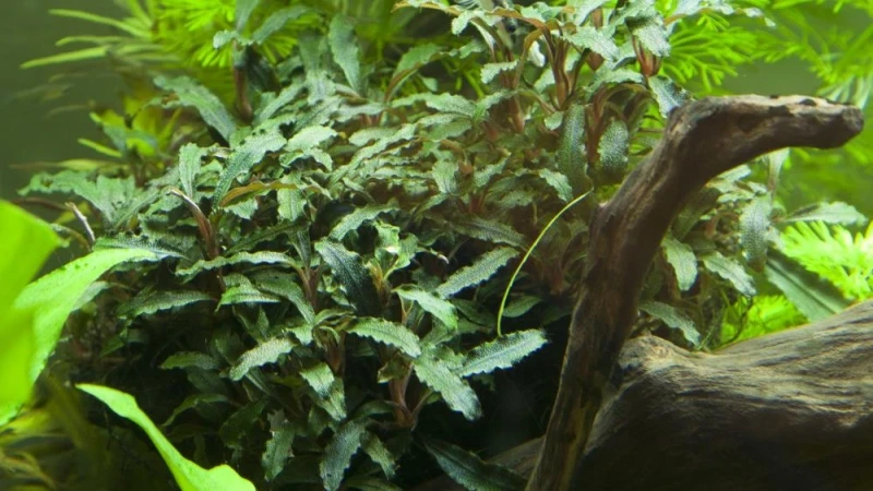 Bucephalandra sp red im Topf von Tropica