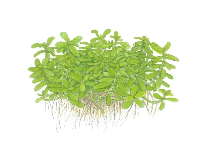 Bacopa 'Compact' Topf in Einzelverpackung