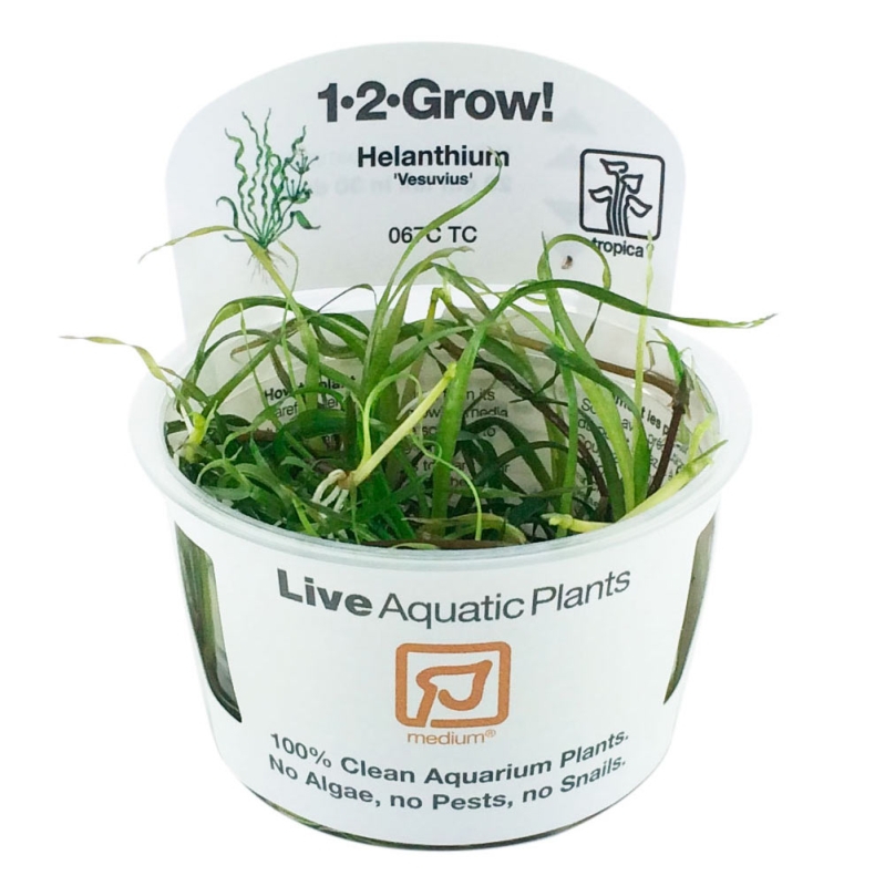Helanthium bolivianum Vesuvius 1-2-Grow! In Vitro
