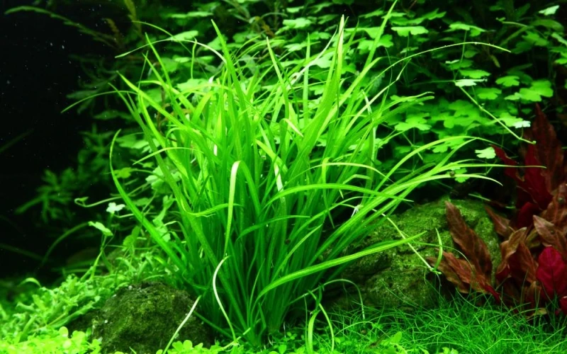 Helanthium tenellum Green 1-2-Grow! In Vitro von Tropica