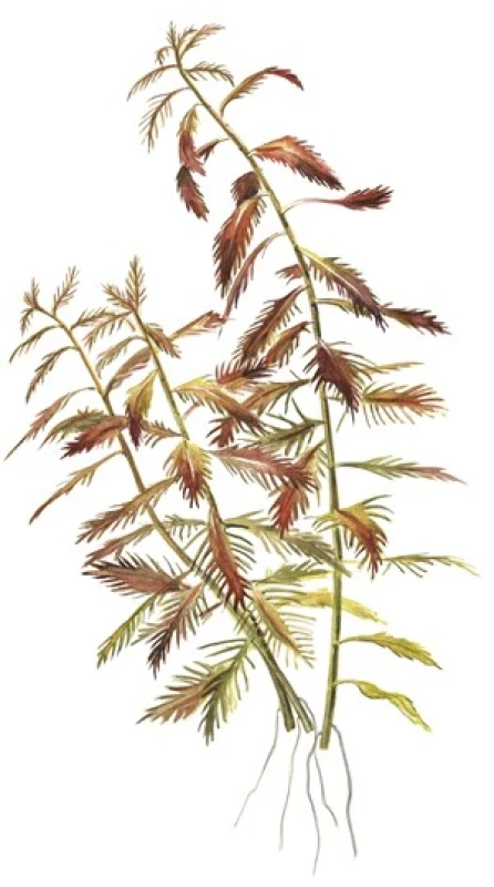 Proserpinaca palustris 1-2-Grow! limited edition
