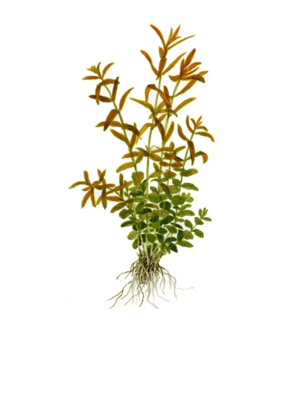 Rotala rotundifolia Mini-Topf in Einzelverpackung