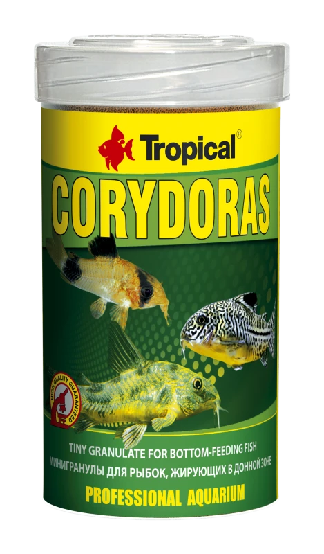 Corydoras